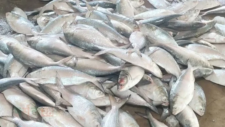 ilish-raptani-anumoti-durga-puja-2025