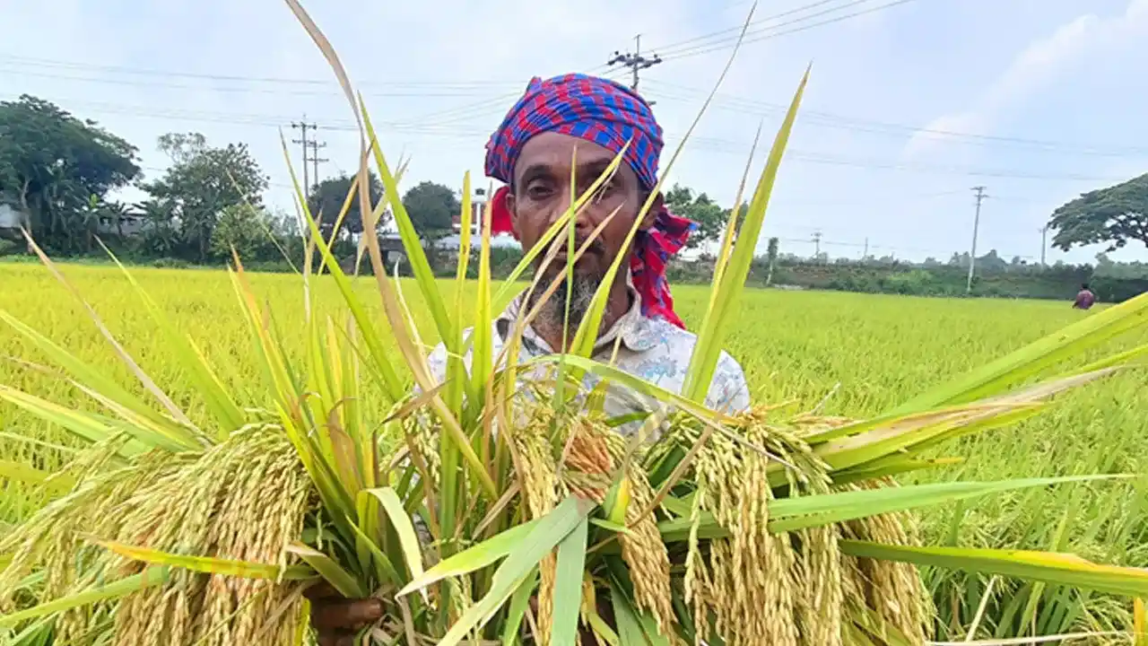 thakurgaon-adi-dhan-hybrid-dhan-krishok-sriti