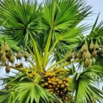 নড়াইলে বাবুই পাখি