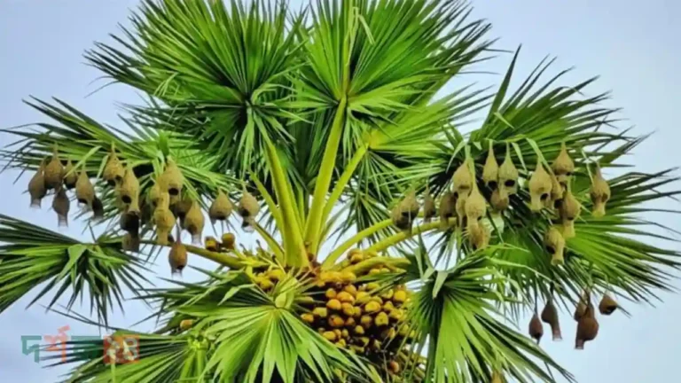 নড়াইলে বাবুই পাখি