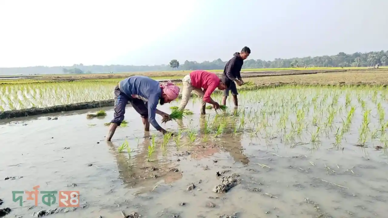 নড়াইলে বোরো ধান